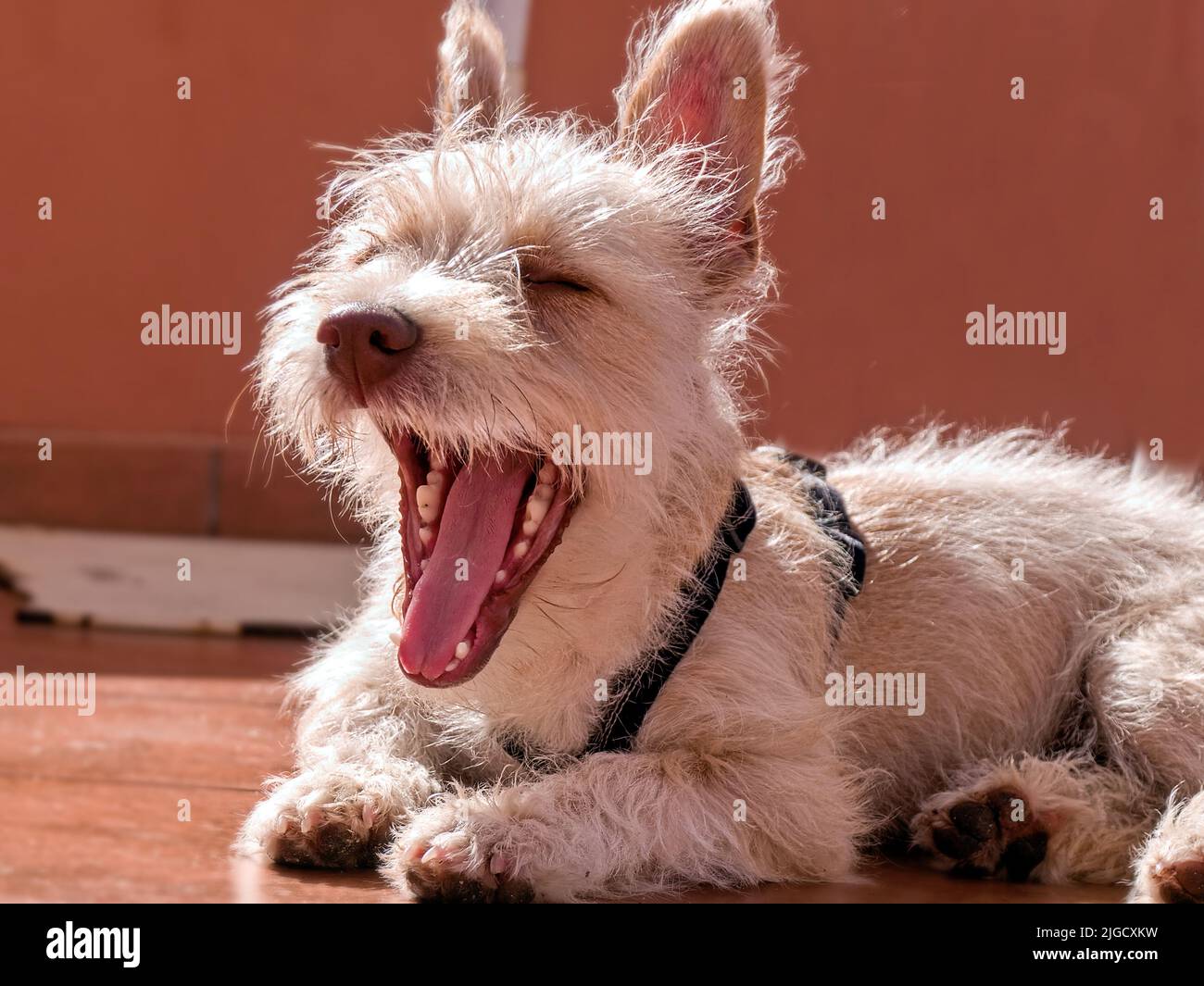 Nahaufnahme eines kleinen beigefarbenen Hundes, einer Mischung aus Podenco Portugiesisch und West Highland Terrier. Der Hund liegt mit weit geöffnetem Mund. Stockfoto