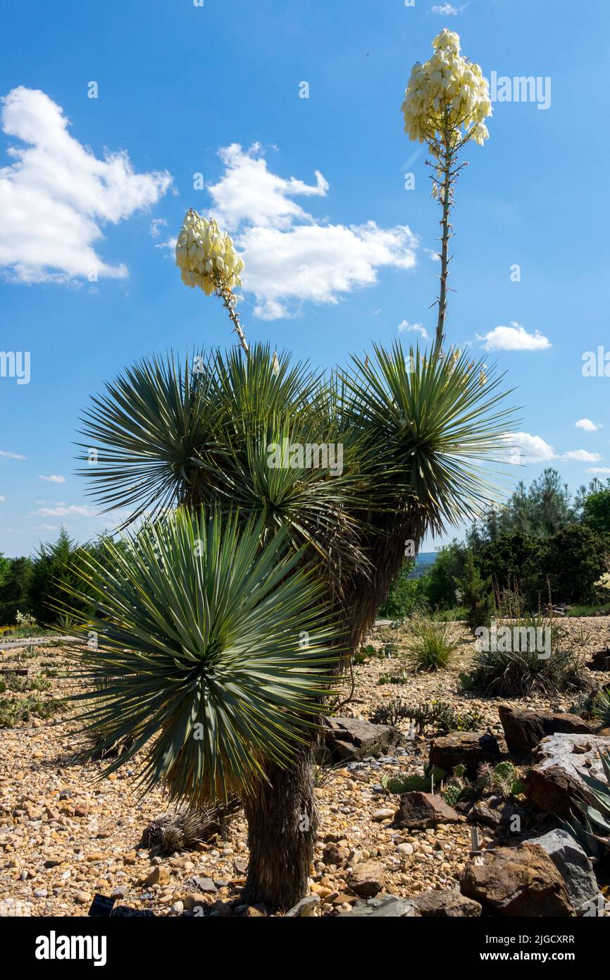 Amerikanische einheimische Pflanze, Thompsons Yucca thompsoniana Blüte, Sukkulent Blumen Wüstenpflanzen Stockfoto