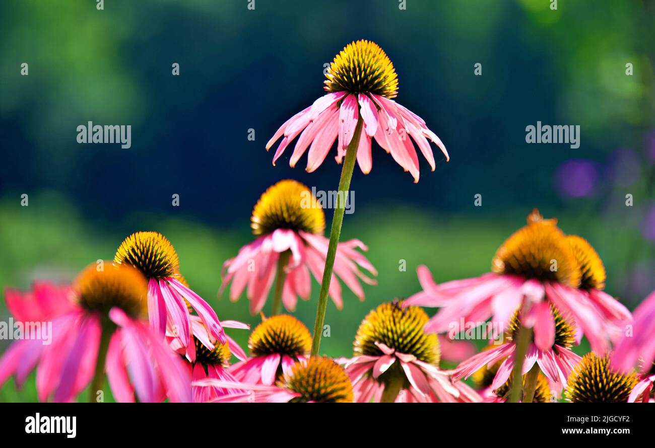 Ein Feld mit Blacksamson-Blüten, wobei einer größer als alle anderen ist Stockfoto