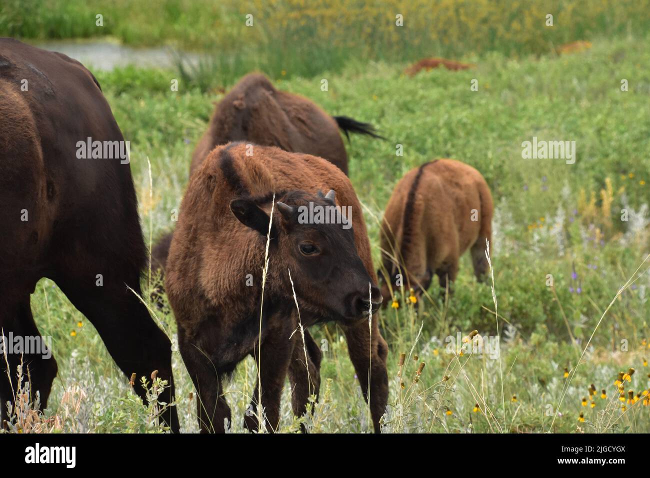 Wunderschönes Baby-Bison-Kalb, das auf einem Feld mit einer kleinen Herde steht. Stockfoto