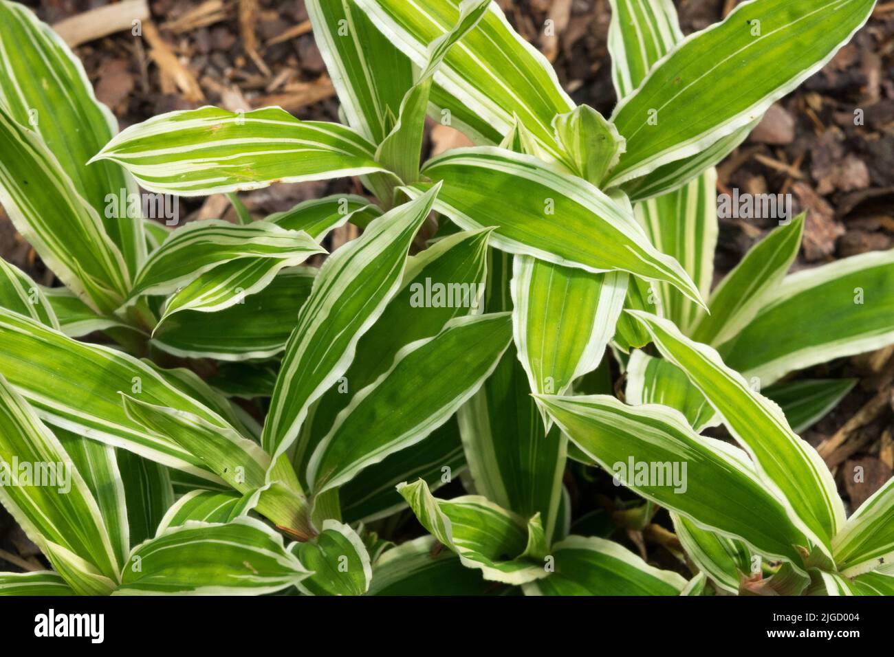 Modernes Gras Carex 'Treasure Island', Dekorative Carex-Blätter mit bunten Blättern Ornamental Grass Sedge Carex Grass Ornamental Grases Carex ciliomatomarginata Stockfoto