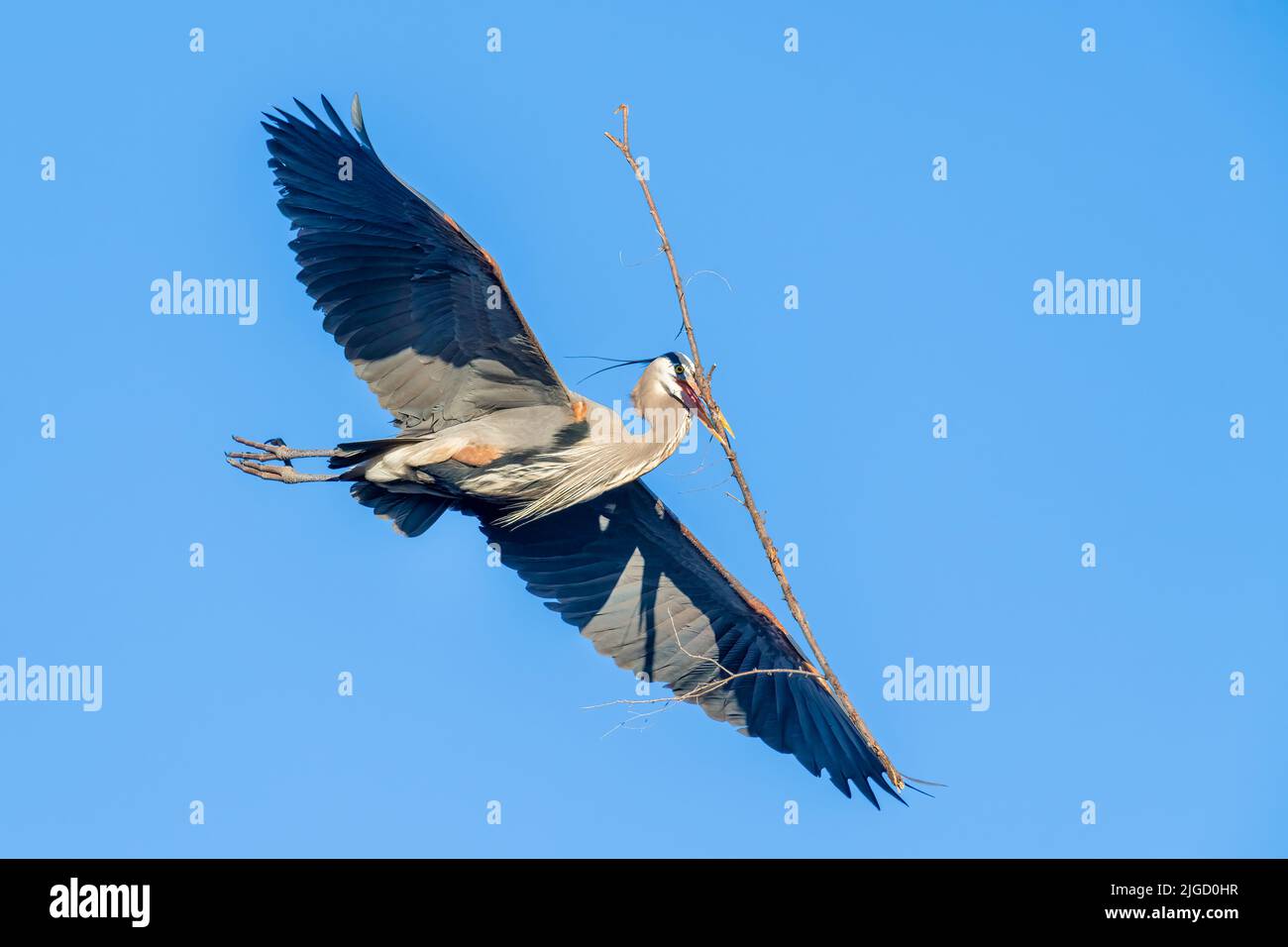 Blaureiher, fliegend, Nistmaterial zum Nest tragend, E Nordamerika, von Dominique Braud/Dembinsky Photo Assoc Stockfoto Blaureiher, fliegend, Nistmaterial zum Nest tragend, E Nordamerika, von Dominique Braud/Dembinsky Photo Assoc Stockfoto