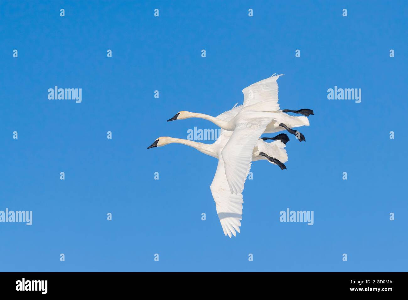 Paar Trompeter-Schwäne (Cygnus-Bukzinator), die sich auf die Landung vorbereiten, Spätswinter, E Nordamerika, von Dominique Braud/Dembinsky Photo Assoc Stockfoto