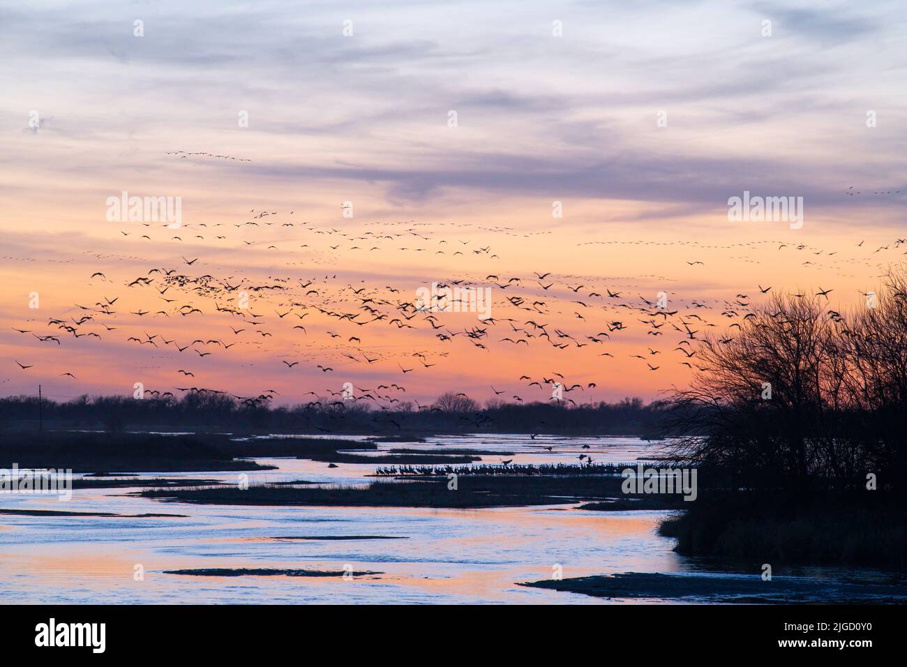 Sandhill-Kraniche (Grus canadensis) bereit zum Aufbruch, Platte River, Sonnenuntergang, früher Frühling, Nebraska, USA, von Dominique Braud/Dembinsky Photo Assoc Stockfoto Sandhill-Kraniche (Grus canadensis) bereit zum Aufbruch, Platte River, Sonnenuntergang, früher Frühling, Nebraska, USA, von Dominique Braud/Dembinsky Photo Assoc Stockfoto