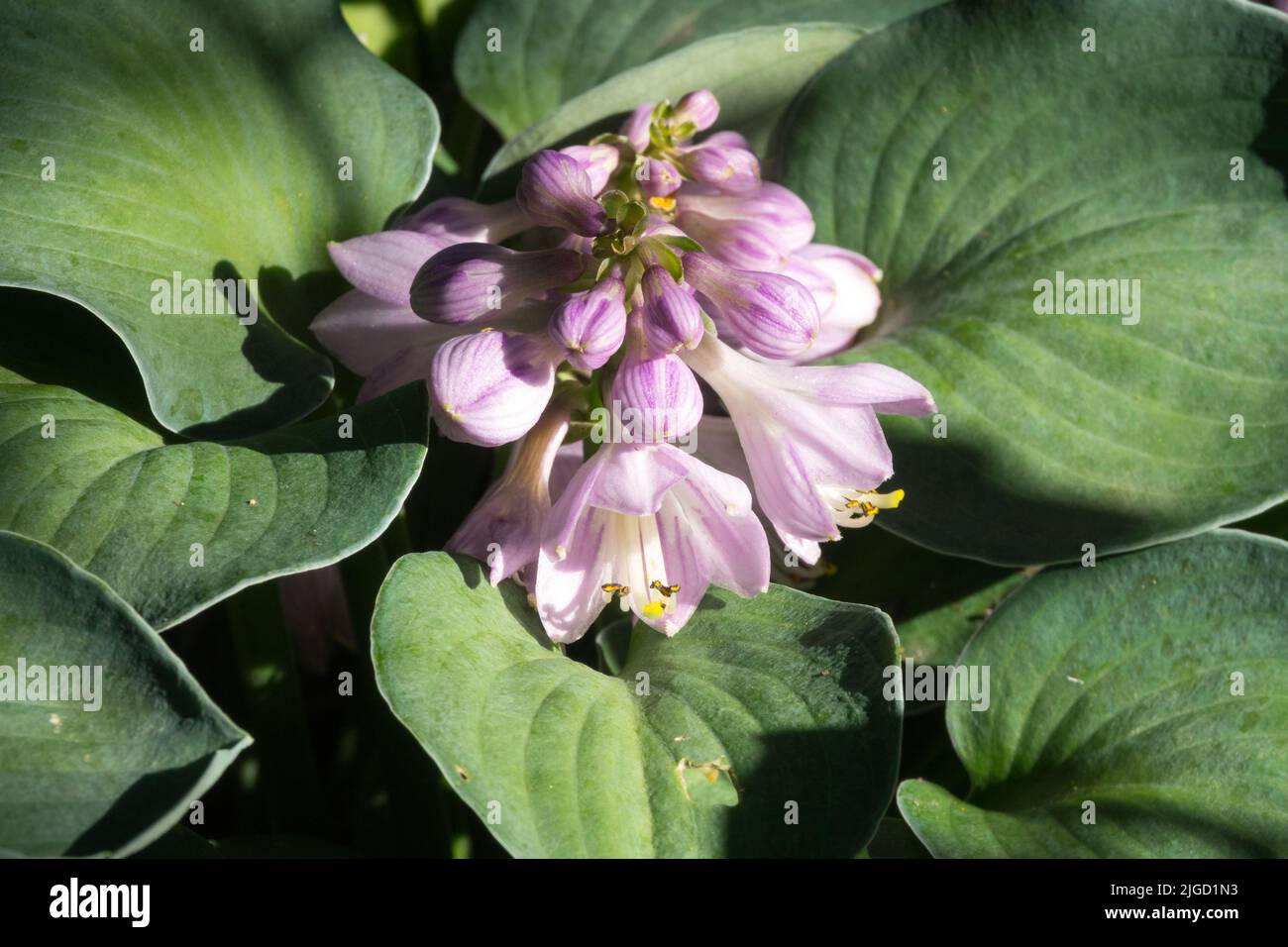 Kleine Hostas, Zwerg, Hosta 'Blue Mouse Ears', Blume, Pink Bloom, Lila Tönung Stockfoto