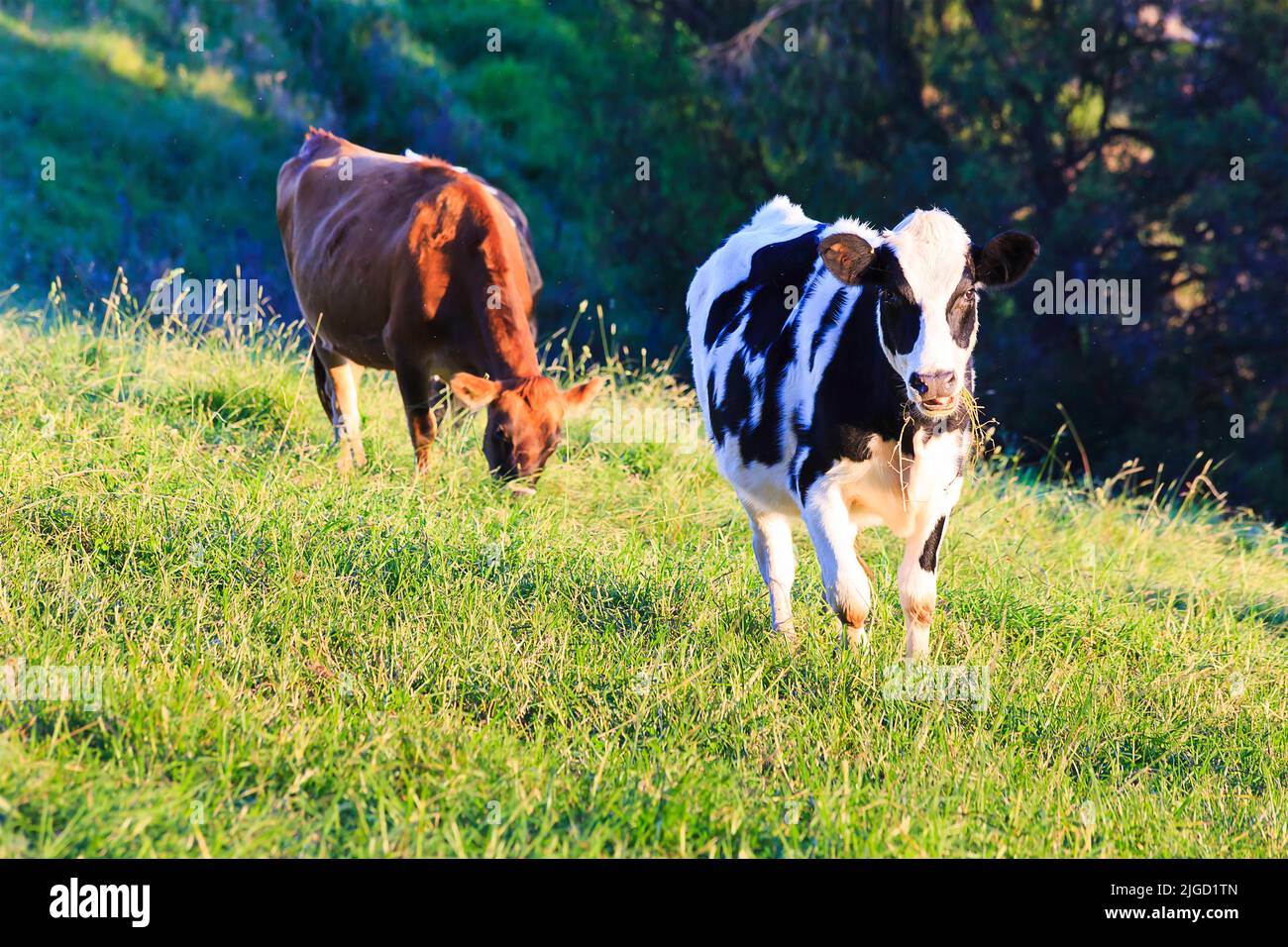 Schwarz-weiße und braune Milchkühe auf einer bewirtschafteten landwirtschaftlichen Weide im Bega-Tal in Australien. Stockfoto