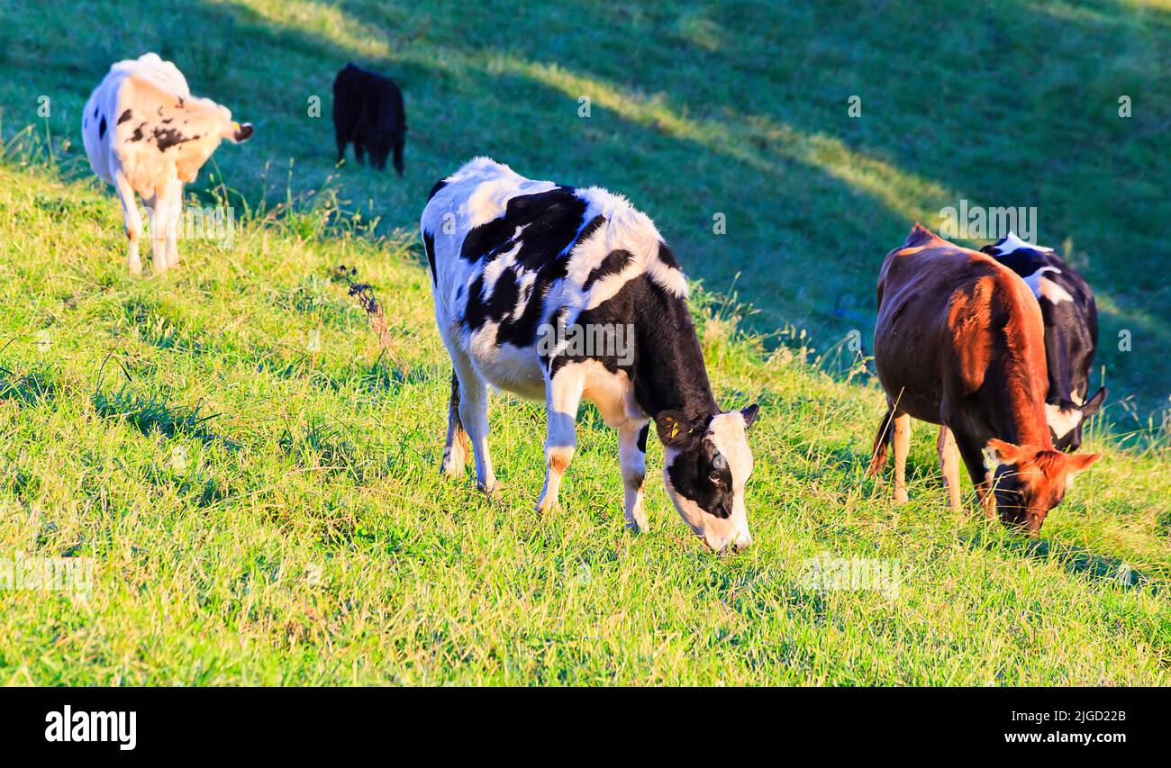 Herde milder Milchkühe auf einem landwirtschaftlichen Feld im Bega-Tal in Australien. Stockfoto