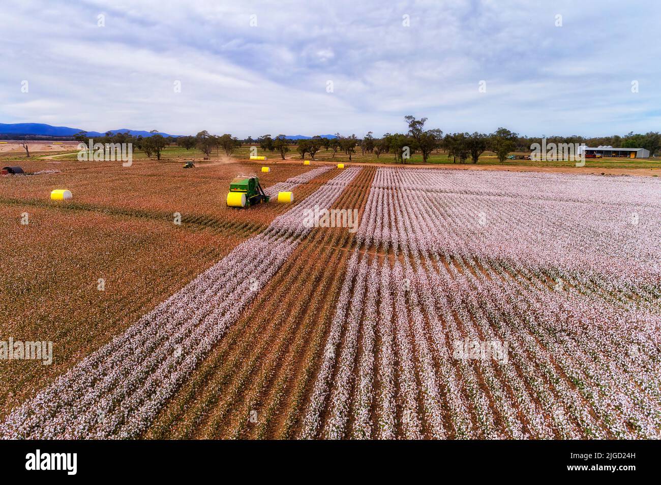 Gelb gerollte Ballen geernteter Rohbaumwolle vom Mähdrescher auf dem Baumwollfeld der Landwirtschaft in Australien. Stockfoto