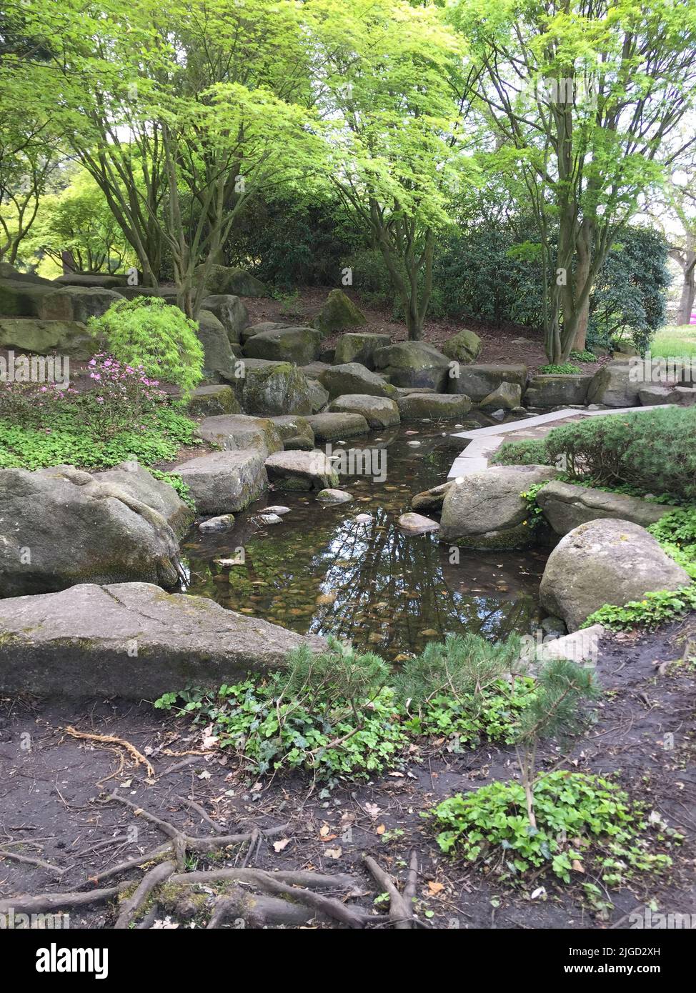 Ein kleiner Teich zwischen Felsen und grünen Pflanzen unter wachsenden Bäumen im Garten Stockfoto