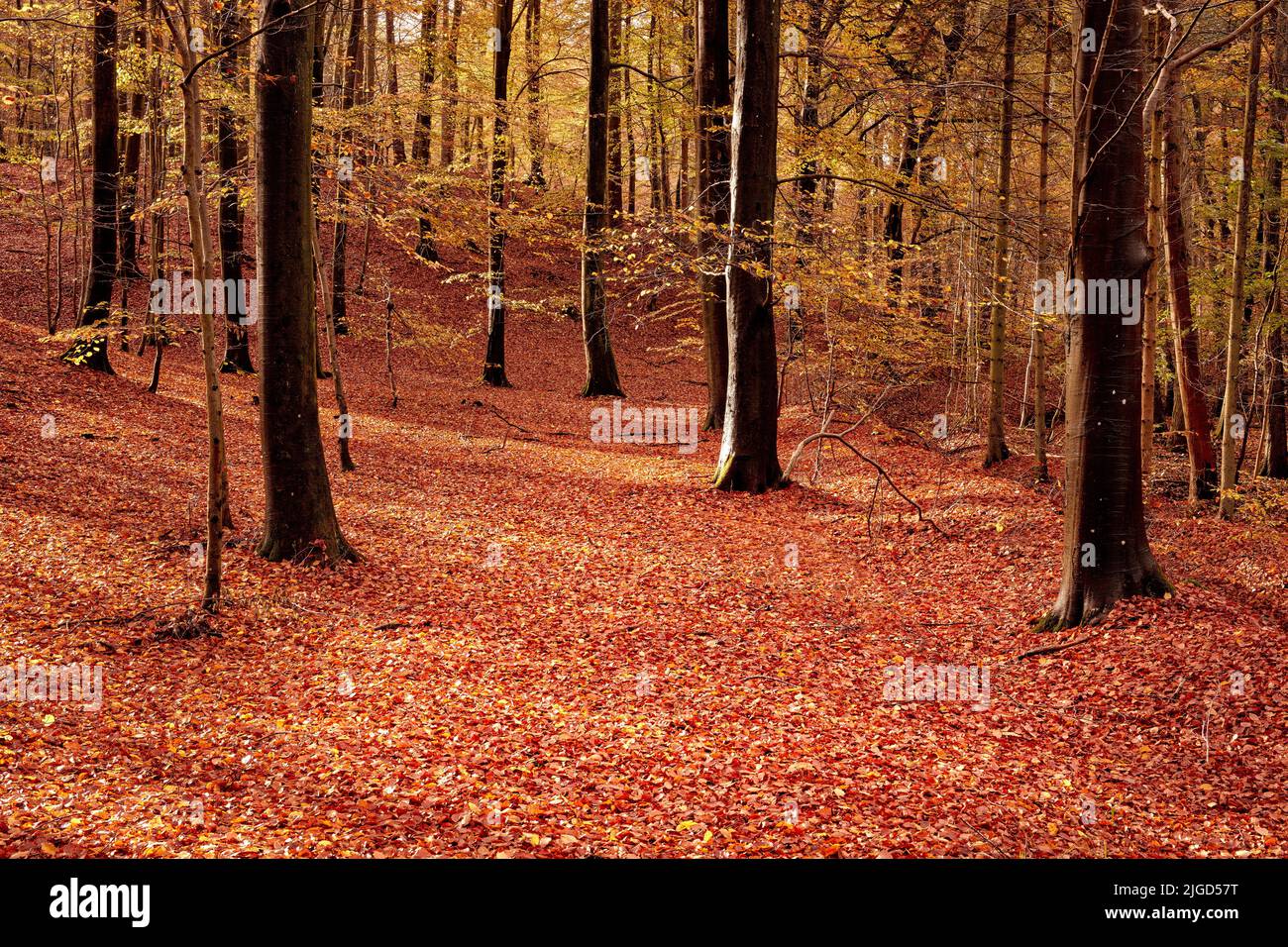Schöne orange Farben des leeren Waldes im Herbst. Bäume in den Wäldern gefüllt mit hellen Blättern auf dem Boden während der Herbstsaison. Abgelegen, abgeschieden Stockfoto
