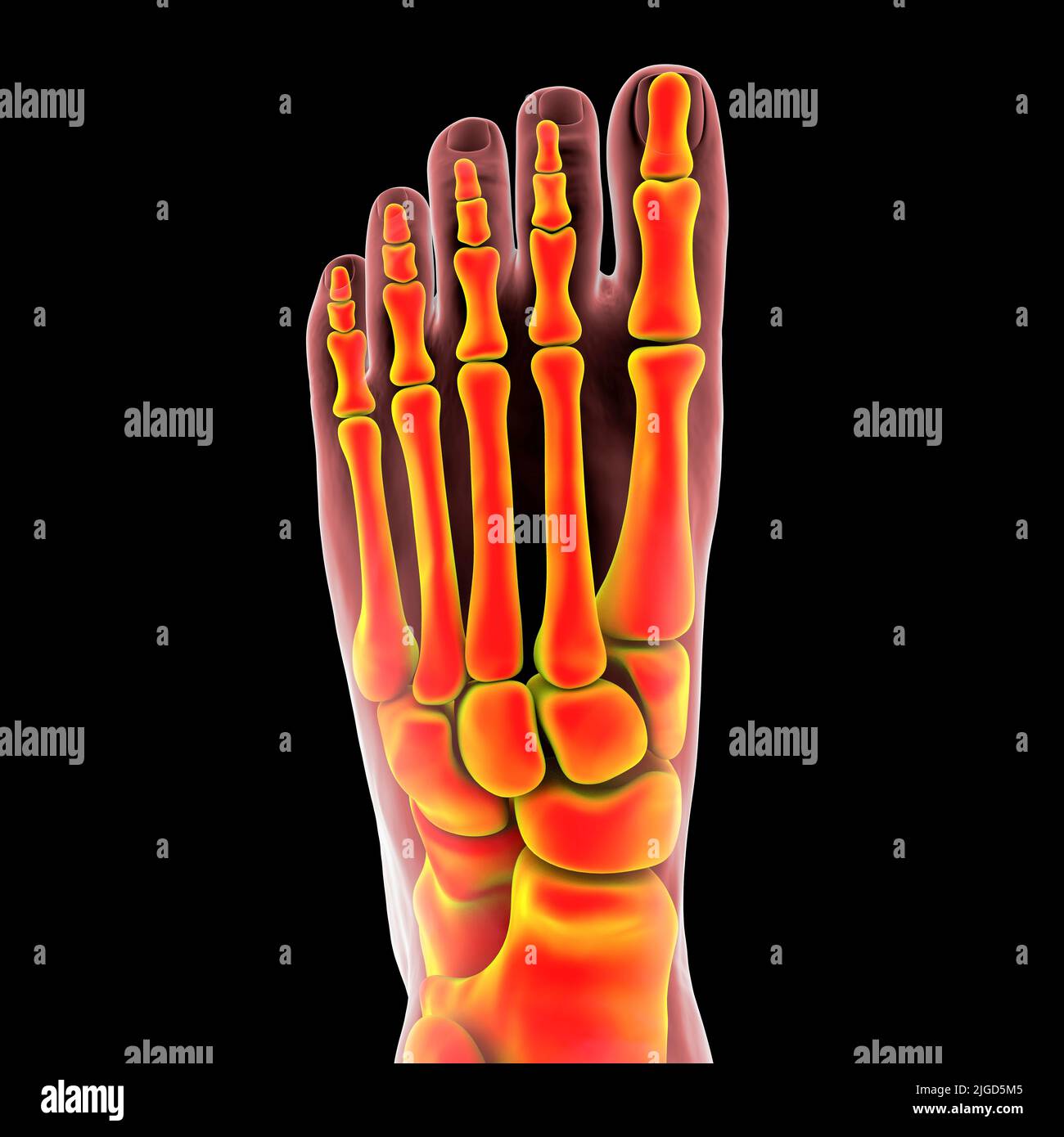 Anatomie des menschlichen Fußes, Abbildung Stockfotografie Alamy
