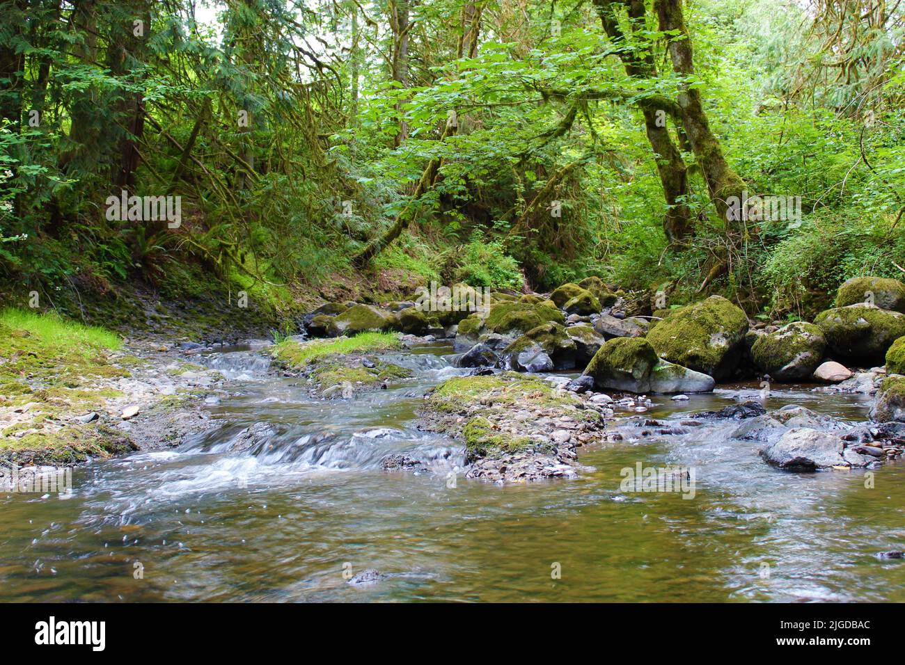 Rock Creek fließt im Hidden Falls Nature Park, Clackamas, Oregon Stockfoto