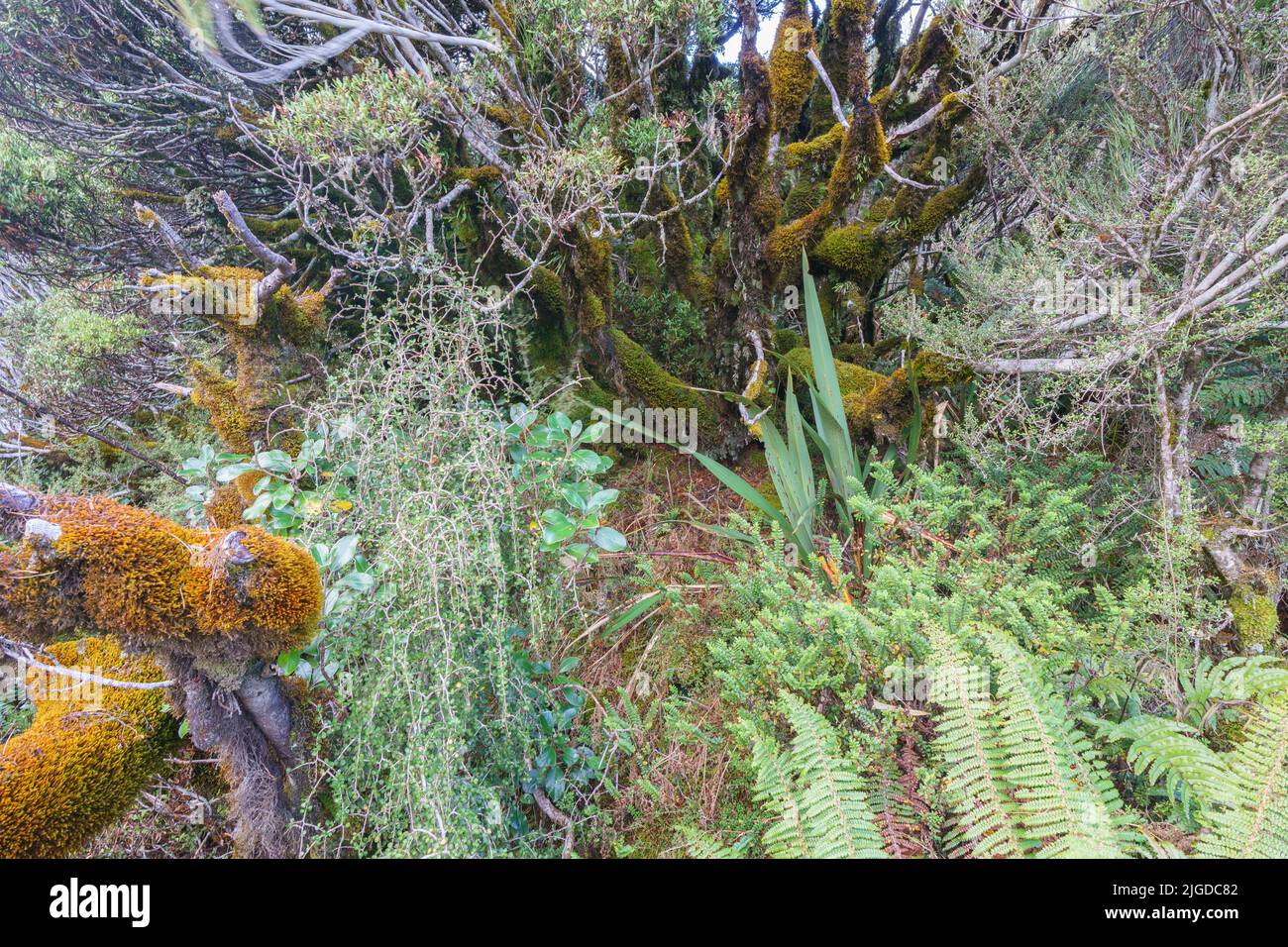 Regenwaldvegetation und moosbeladene Bäume entlang Buschwanderungen in den südlichen Alpen am Dobson Nature Walk Arthur's Pass South Island Neuseeland. Stockfoto