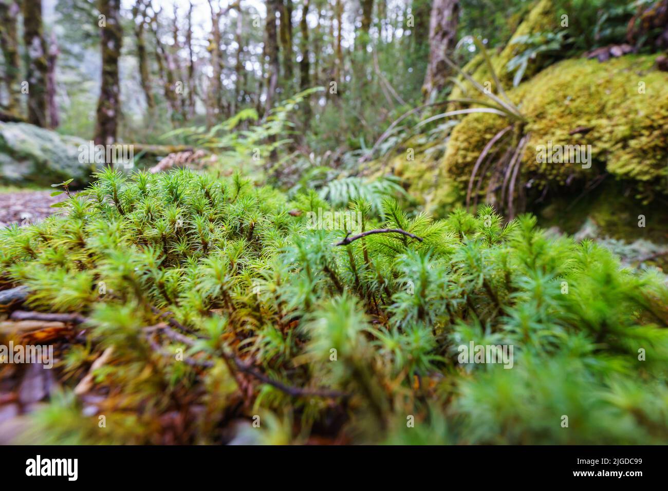 Selektiver Fokus im neuseeländischen Regenwald Mikrolandschaft auf Bodenhöhe Moose und Pflanzen konzentrieren sich auf amerikanisches Baummoos. Stockfoto