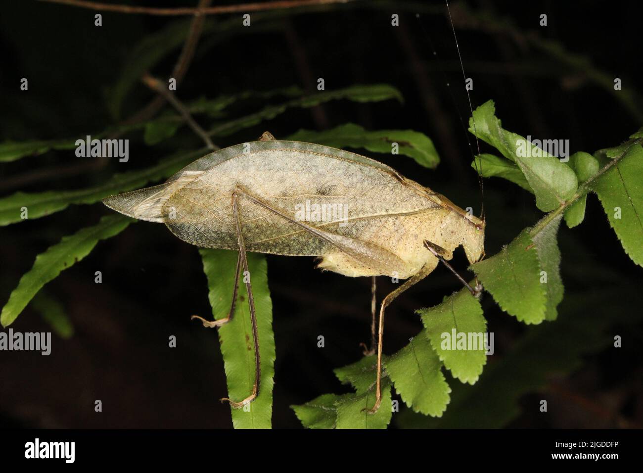 Katydid (Familie Tettigoniidae) imitiert ein cremegrünes Blatt, das auf einem natürlichen dunklen Hintergrund aus dem Dschungel von Belize, Mittelamerika, isoliert ist Stockfoto