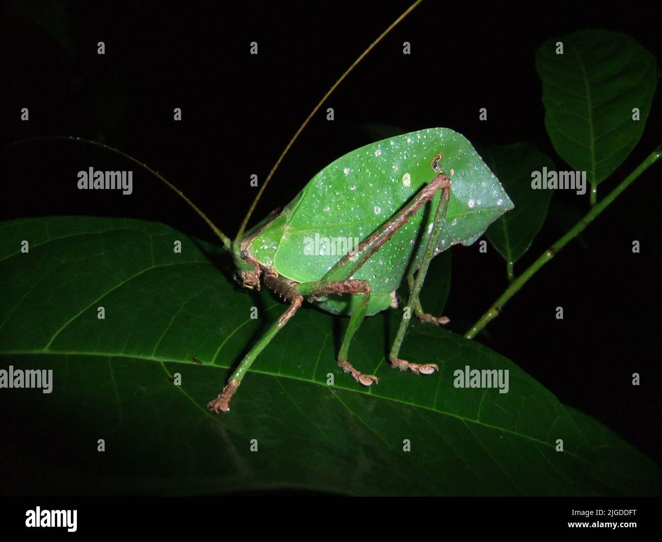 Katydid (Familie Tettigoniidae) imitiert ein dunkelgrünes Blatt, das auf einem natürlichen dunklen Hintergrund aus dem Dschungel von Belize, Mittelamerika, isoliert ist Stockfoto