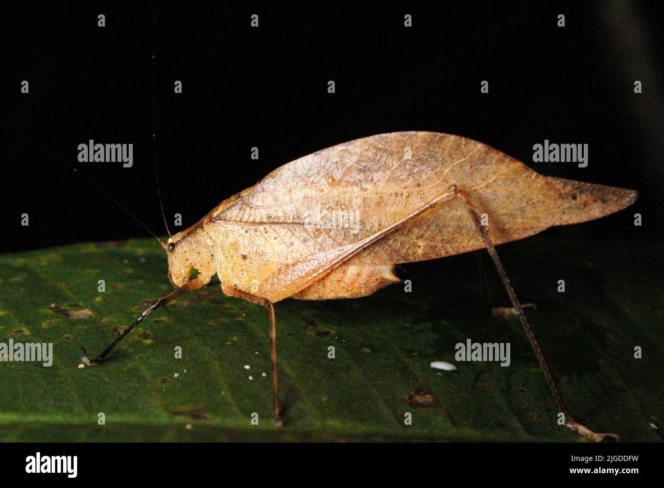 Katydid (Familie Tettigoniidae) imitiert ein totes Blatt, das auf einem natürlichen dunkelgrünen Hintergrund aus dem Dschungel von Belize, Mittelamerika, isoliert ist Stockfoto