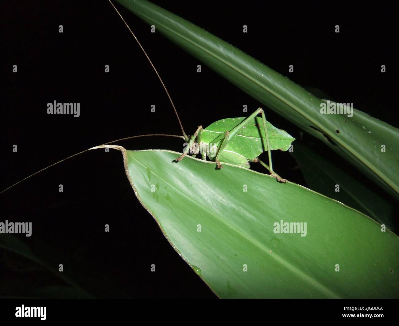 Katydid (Familie Tettigoniidae) imitiert ein grünes Blatt, das auf einem natürlichen dunklen Hintergrund aus dem Dschungel von Belize, Mittelamerika mit Long isoliert ist Stockfoto