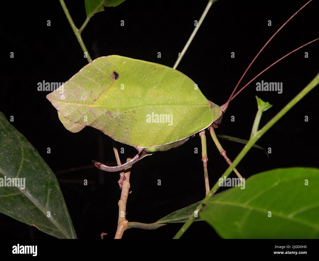 Katydid (Familie Tettigoniidae) imitiert ein blassgrünes Blatt, das auf einem natürlichen dunklen Hintergrund aus dem Dschungel von Belize, Mittelamerika, isoliert ist Stockfoto