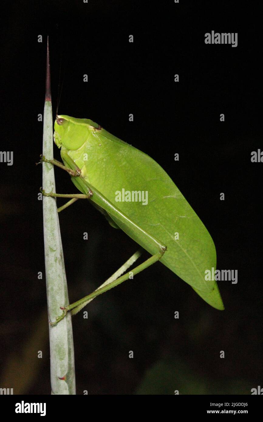 Katydid (Familie Tettigoniidae) imitiert ein erbsengrünes Blatt, das auf einem natürlichen dunklen Hintergrund aus dem Dschungel von Belize, Mittelamerika, isoliert ist Stockfoto