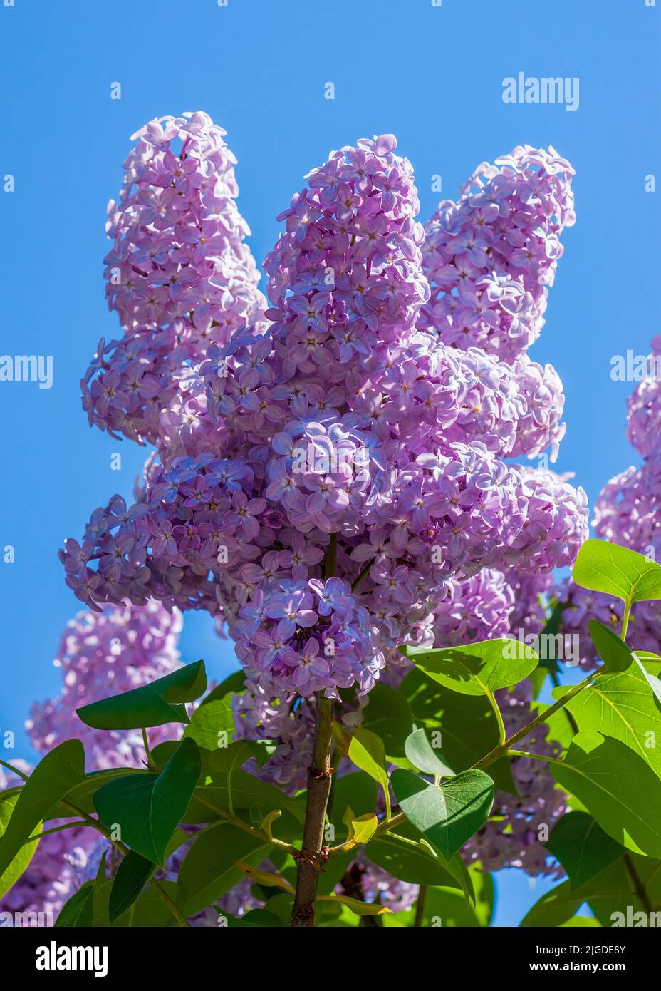 Flieder, Syringa vulgaris, Oleaceae. Lila Flieder in Blüte. Stockfoto