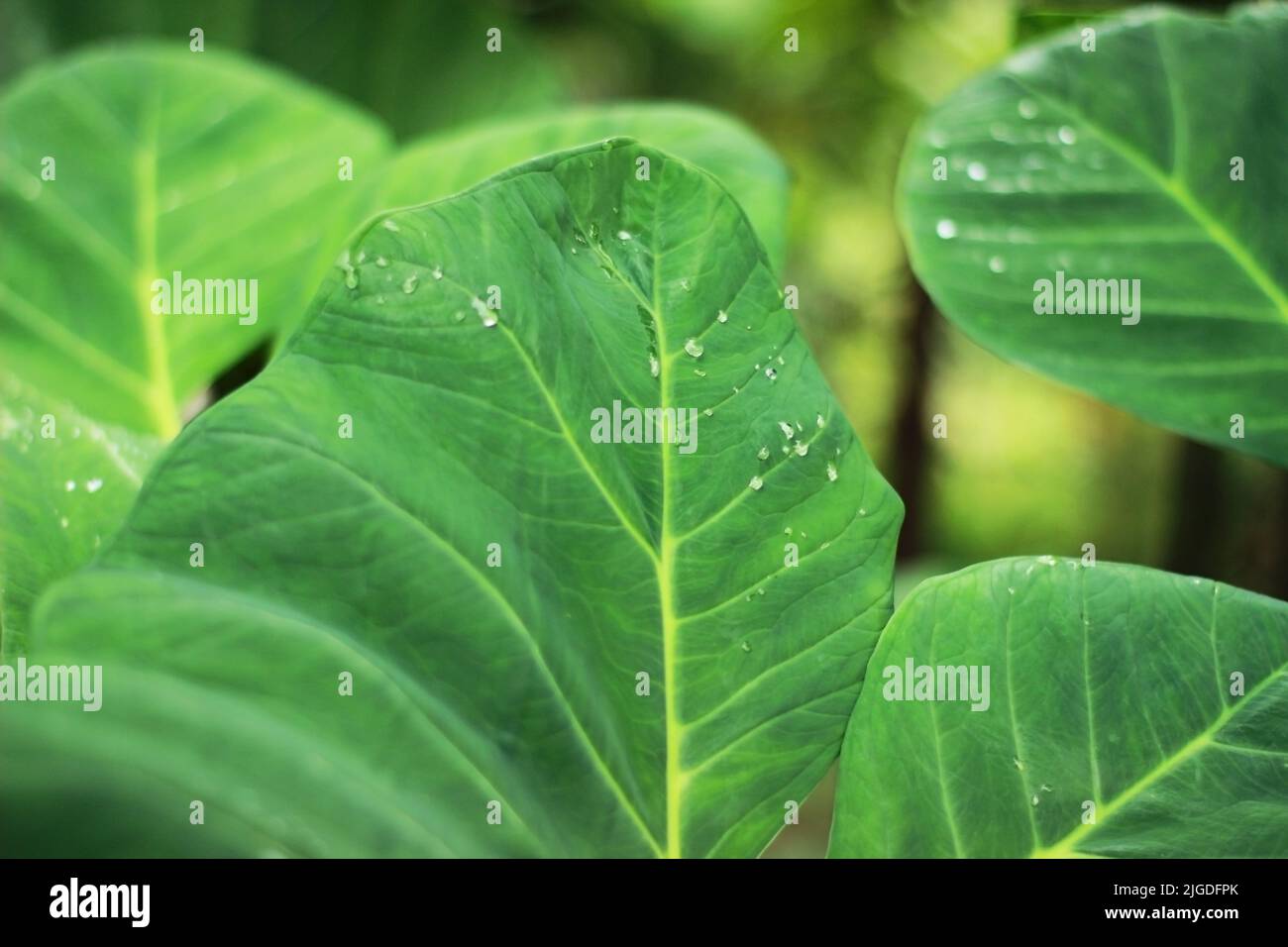 Blatt Textur Hintergrund.natürlicher Hintergrund und Tapete.Elefant Ohr Blätter für Hintergrund, tropische grüne Banane Taro Blatt. Stockfoto