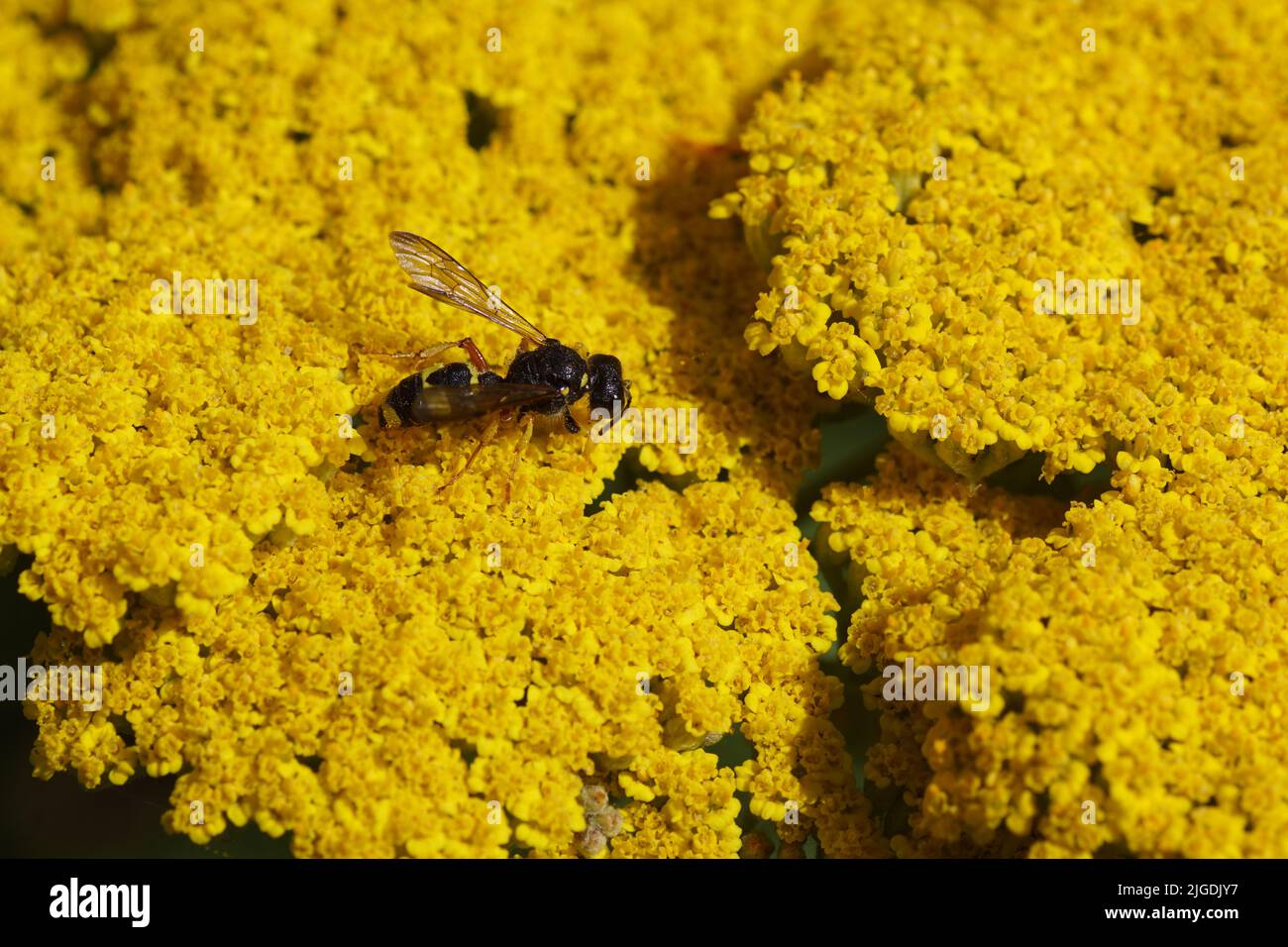 Closeup Verschnörkelte Schwanzgräberwespe Cerceris rybyensis, Familie Crabronidae. Auf den gelben Blüten von Tausendblatt, Schafgarbe (Achillea filipendulina Stockfoto
