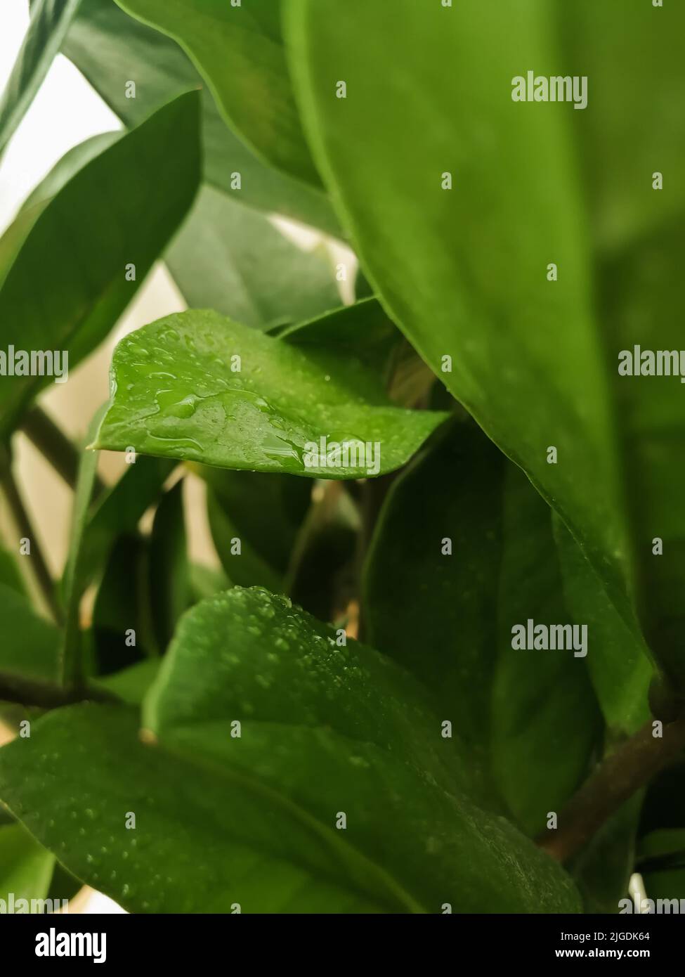 Nahaufnahme der Zimmerpflanze Zamiifolia. Zamioculcas grüne Blätter mit Wassertropfen auf ihnen. Stockfoto