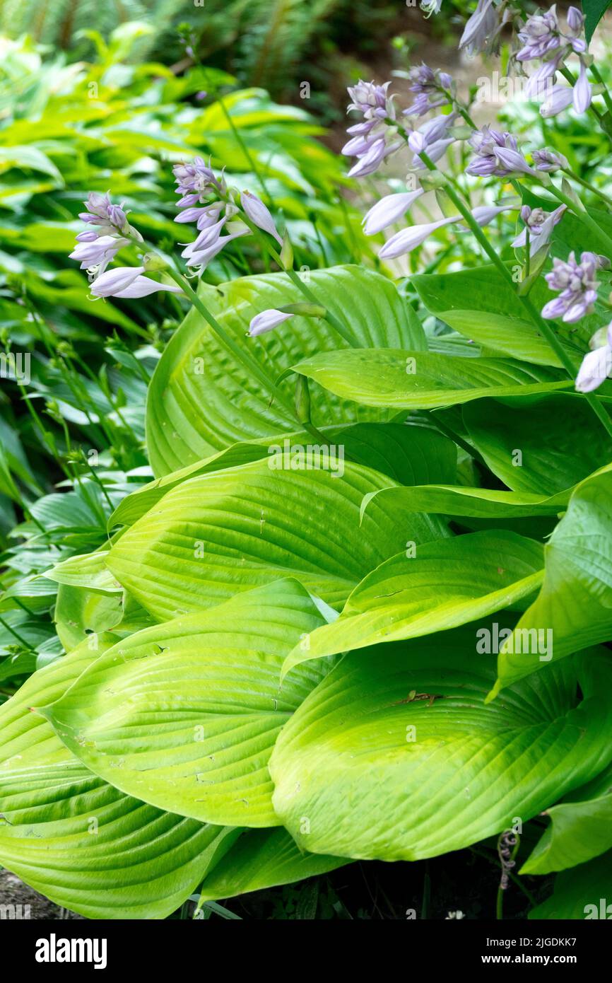 Hosta 'Summe und Substanz', Gartenpflanze Stockfoto
