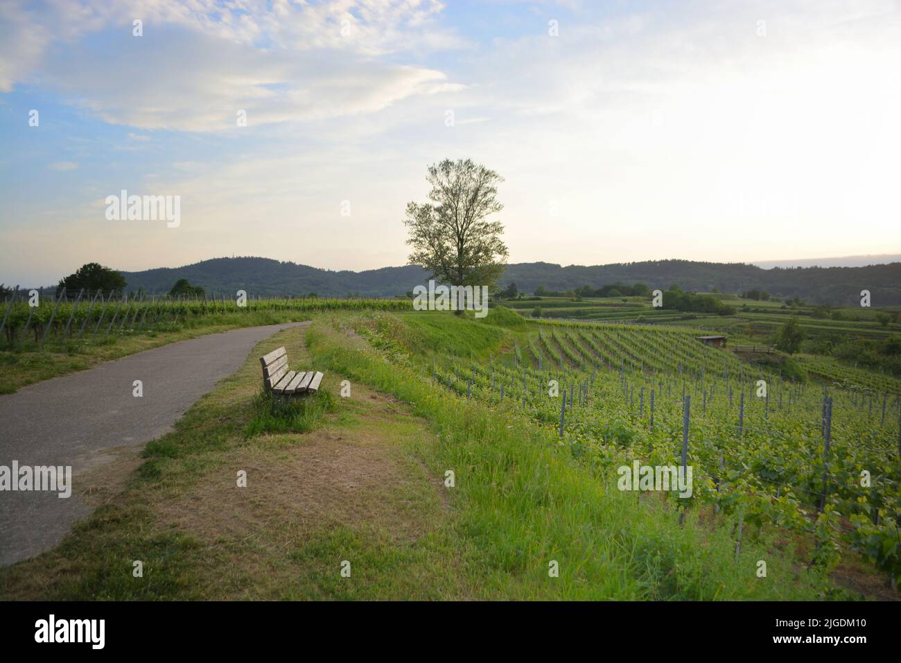 Kaiserstuhl bei Freiburg in Deutschland, einem Weinanbaugebiet Stockfoto