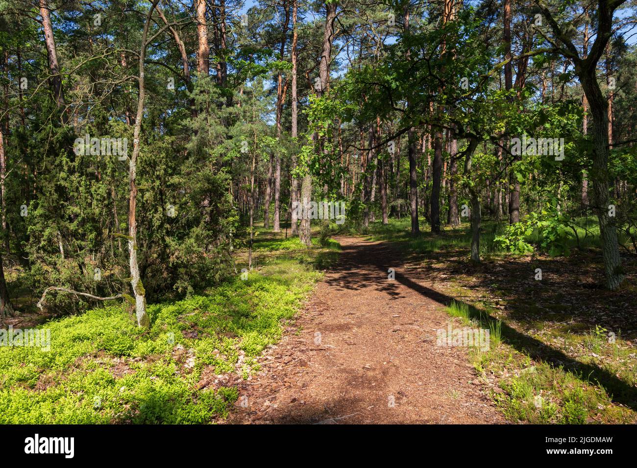 Waldweg im Kampinos-Nationalpark im Frühling, Masowien-Region, Polen. Stockfoto