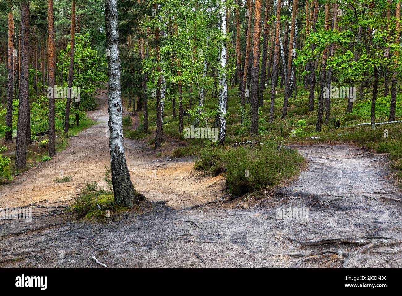Wanderweg im Mischwald des Kampinos-Nationalparks im Frühjahr, Masowien-Region, Polen. Stockfoto