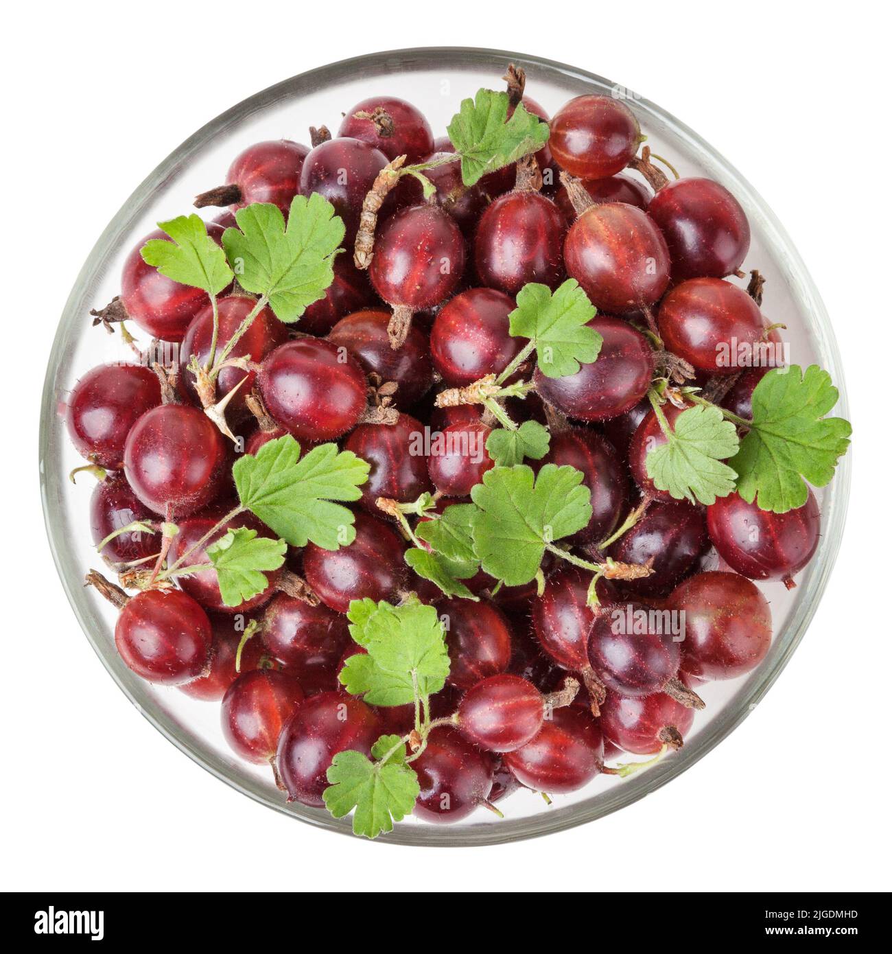 Rote Stachelbeere mit Blättern in Glasschale isoliert auf weißem Hintergrund mit Schneideweg Stockfoto