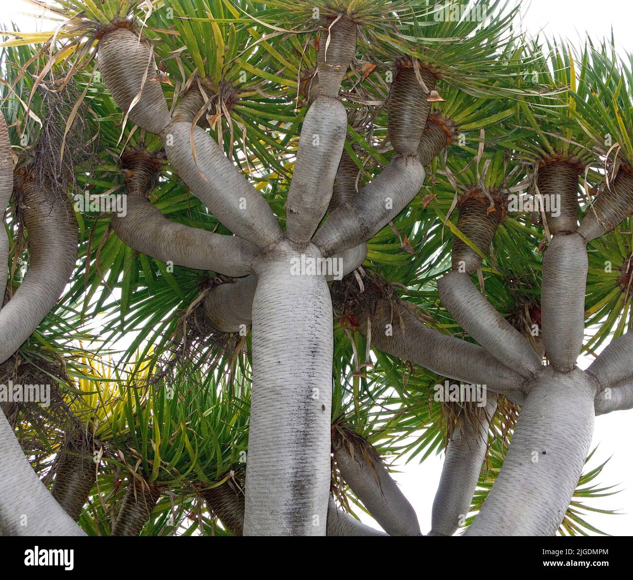 Drachenbaum (Dracaena draco) in der Altstadt von Arucas, Kanarische Inseln, Spanien, Europa Stockfoto