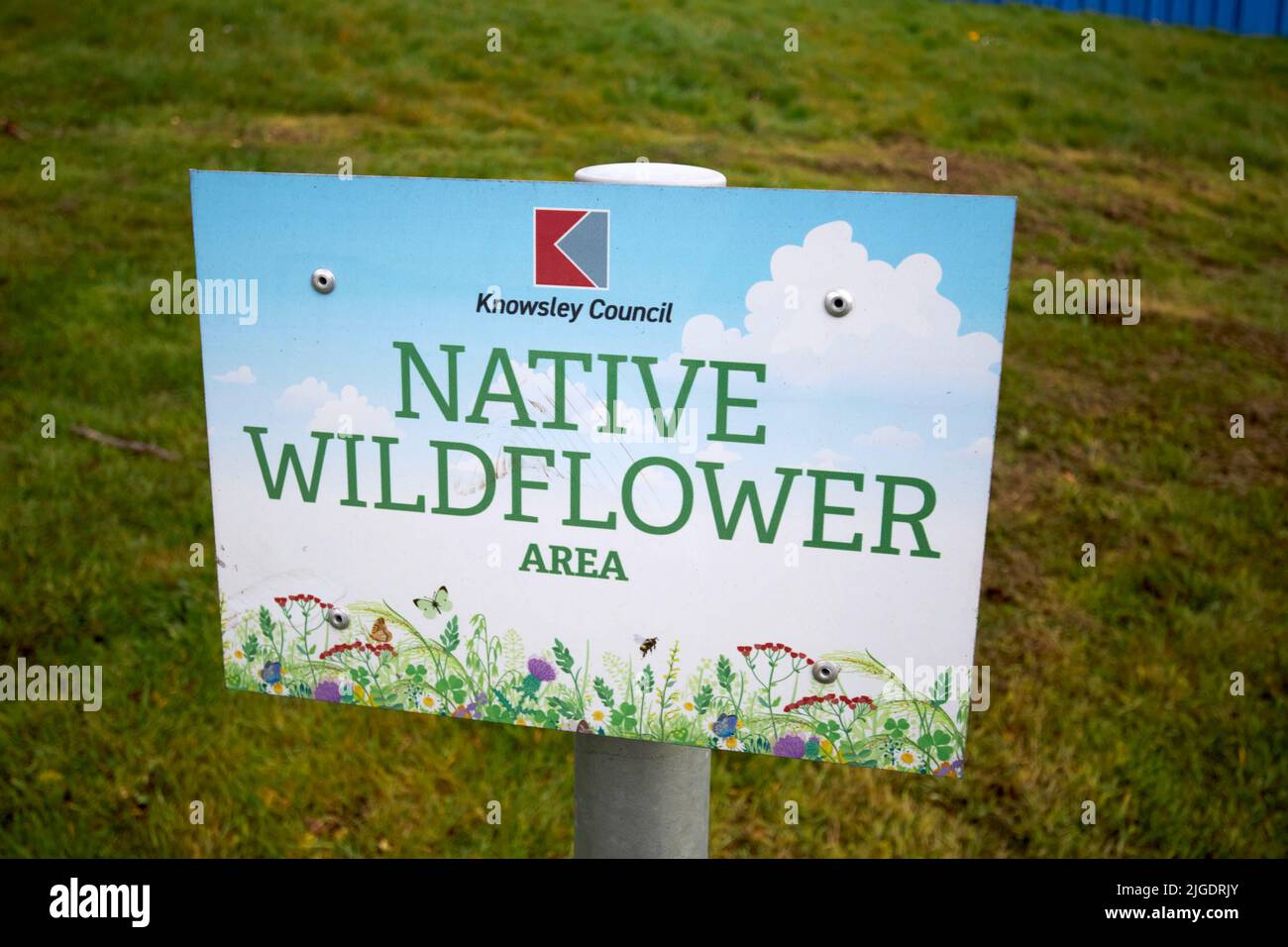 knowsley council reservierter Bereich des offenen öffentlichen Bodens, der mit einheimischen Wildblumenkernen als geschützter Bereich für Bienen und Wildtiere genäht ist Stockfoto
