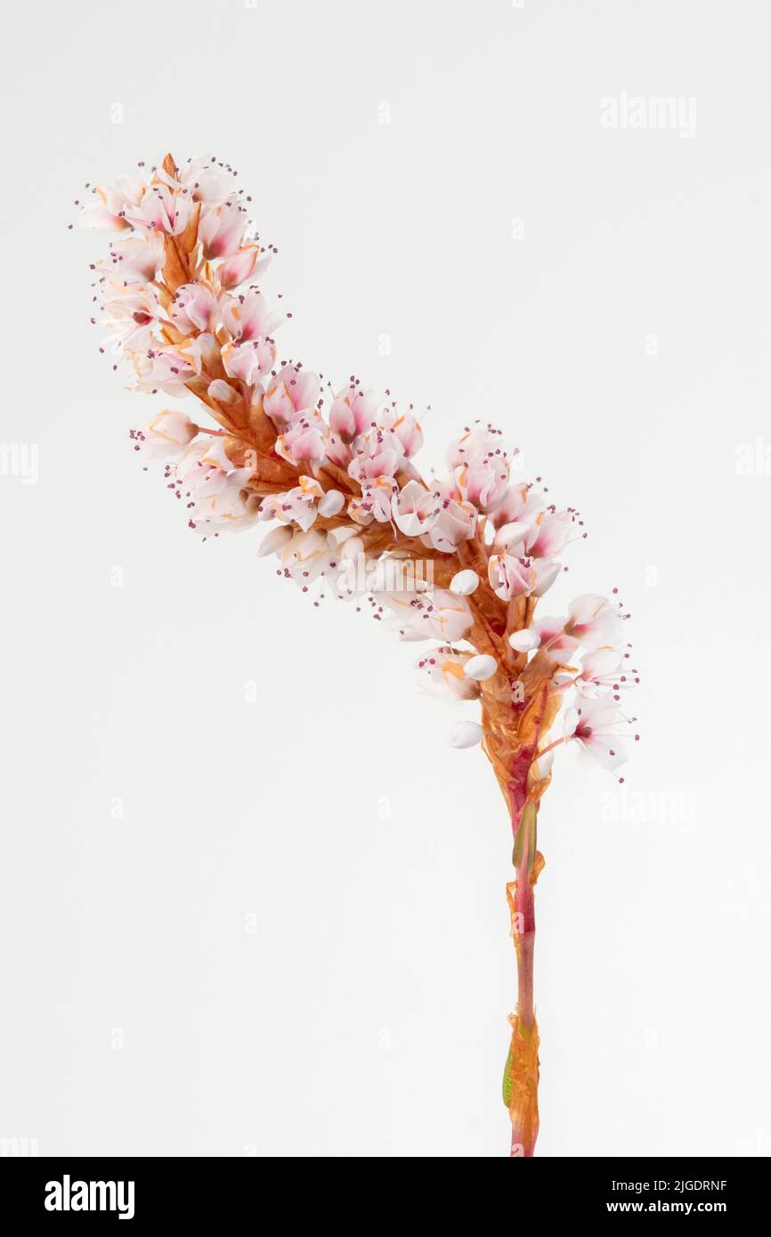 Closeup Bild von Persicaria affinis 'Darjeeling Red' vor einem weißen Hintergrund Stockfoto