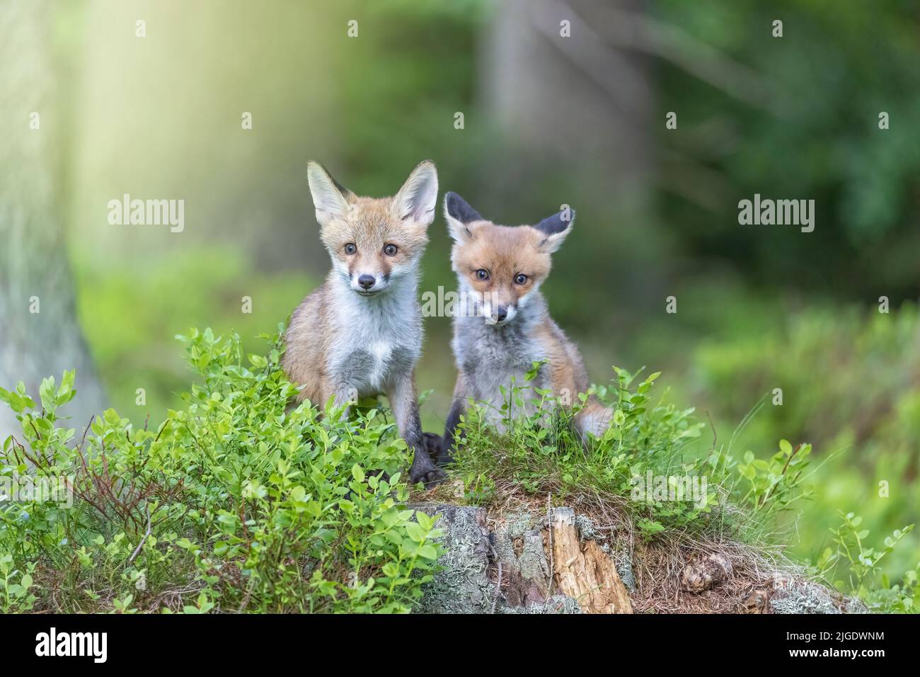 Ein Paar niedlicher Fuchsjungen posiert im Wald und schaut auf die Kamera. Horizontal. Stockfoto