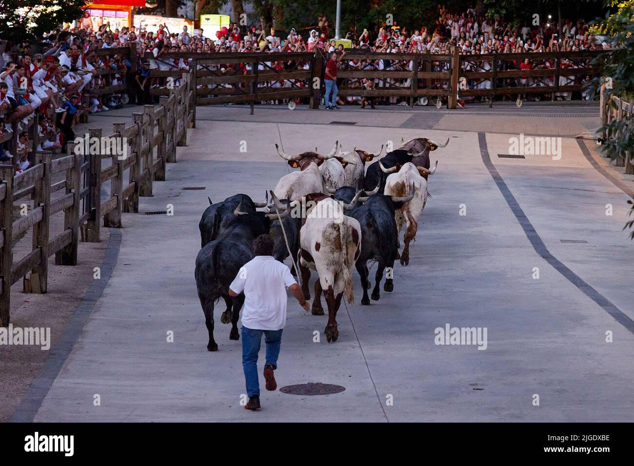 Sechs kämpfende Bullen der Ranch „Jose Escolar“ laufen zusammen mit Steuerleitern (braun und weiß mit Glocken), während sie nachts eine Brücke überqueren, die von ihren Corrals zu einem Corral in der Stadt führt, Wo sie die Nacht ruhig verbringen werden, bis sie am Morgen auf dem 'encierro' oder beim Rennen mit den Nöten auf die Straße entlassen werden, während des Festivals von San Fermin 2022 in Pamplona, Spanien, 8. Juli 2022 (Foto von Ruben Albarran / Pressinphoto / Icon Sport) Stockfoto