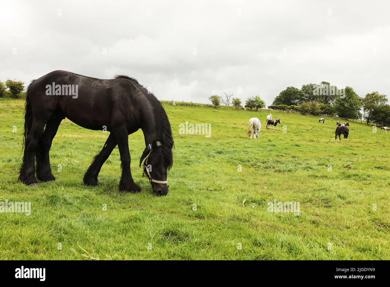 Pferde grasen auf dem Messegelände. Appleby Horse Fair, Appleby in Westmorland, Cumbria Stockfoto