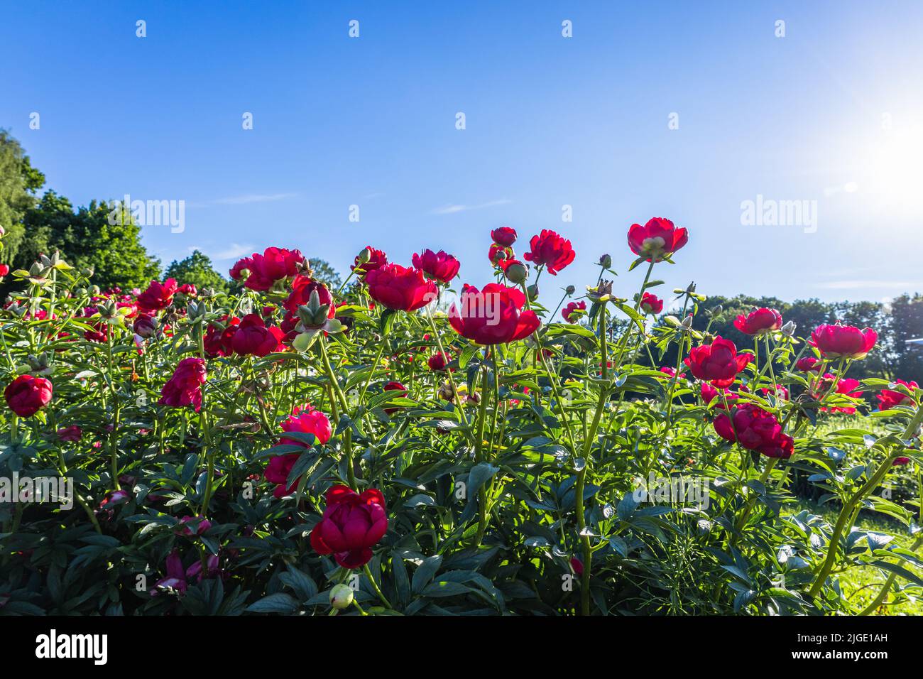 Paeonia Rot Rote Rosenblüten blühen im Sommergarten Stockfoto