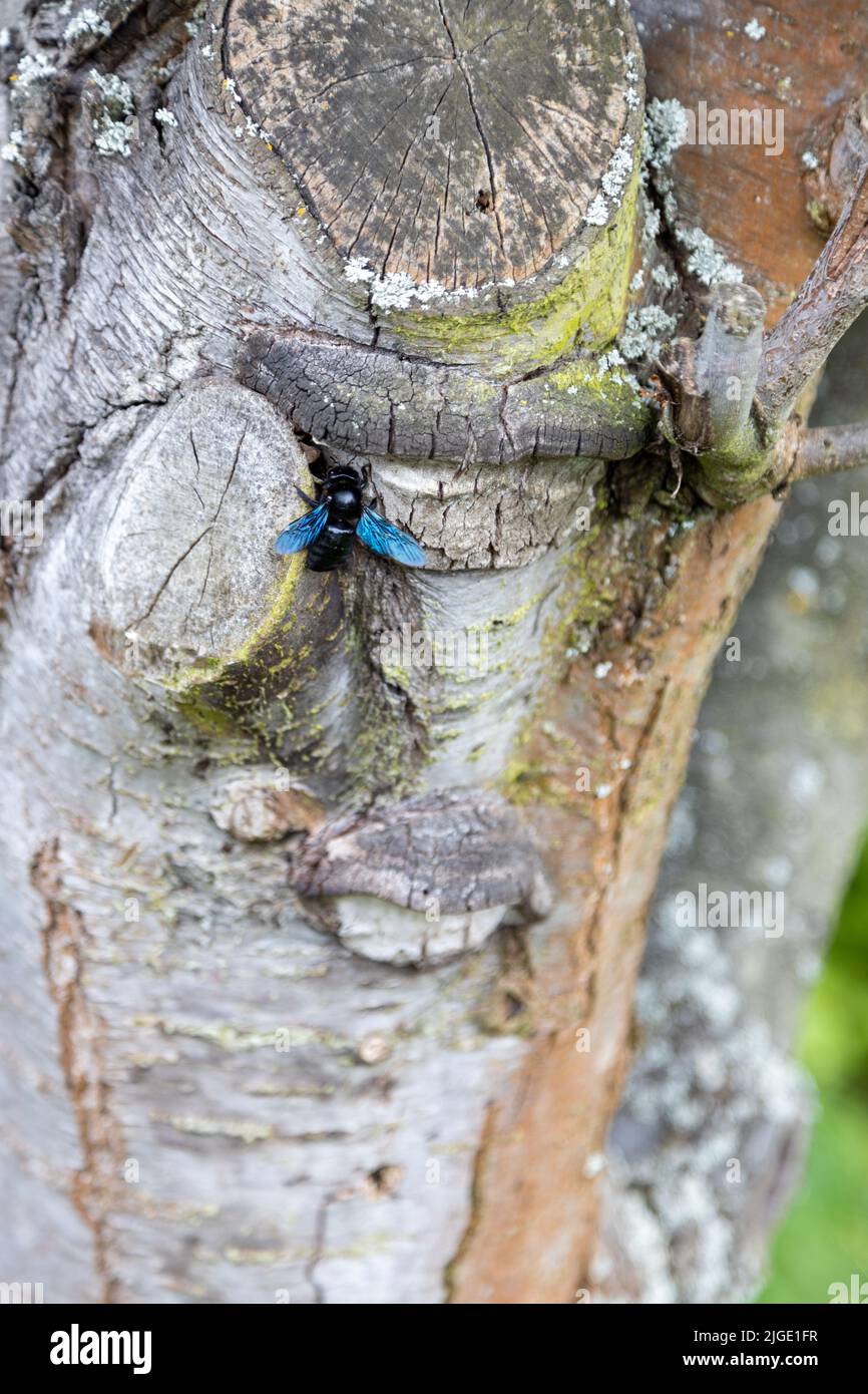 Eine wunderschöne blaue Holzbiene arbeitet am Stamm eines alten Baumes. Stockfoto