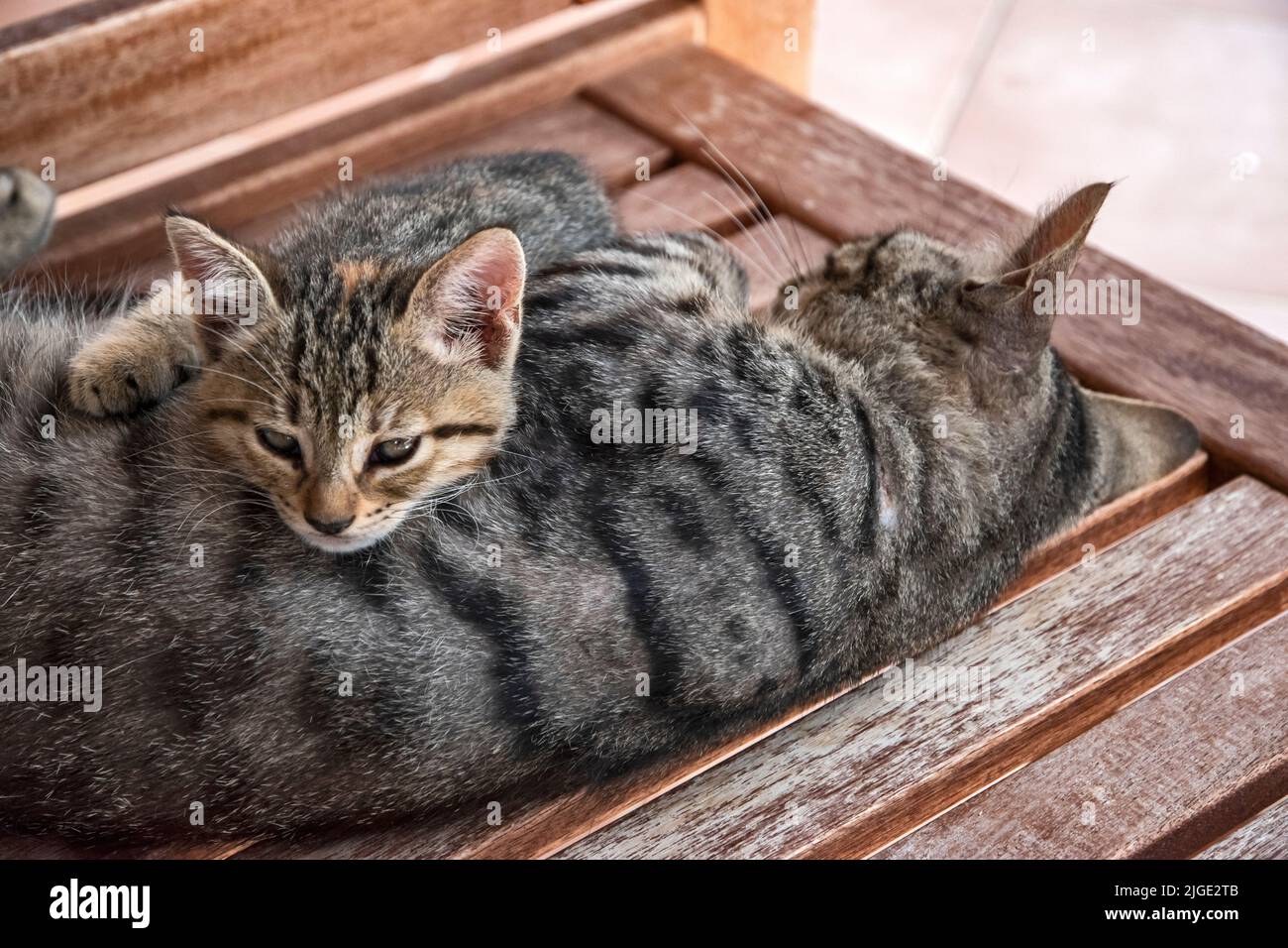 Gestromte Katzenmutter mit kleinem Kätzchen, das ruht Stockfoto