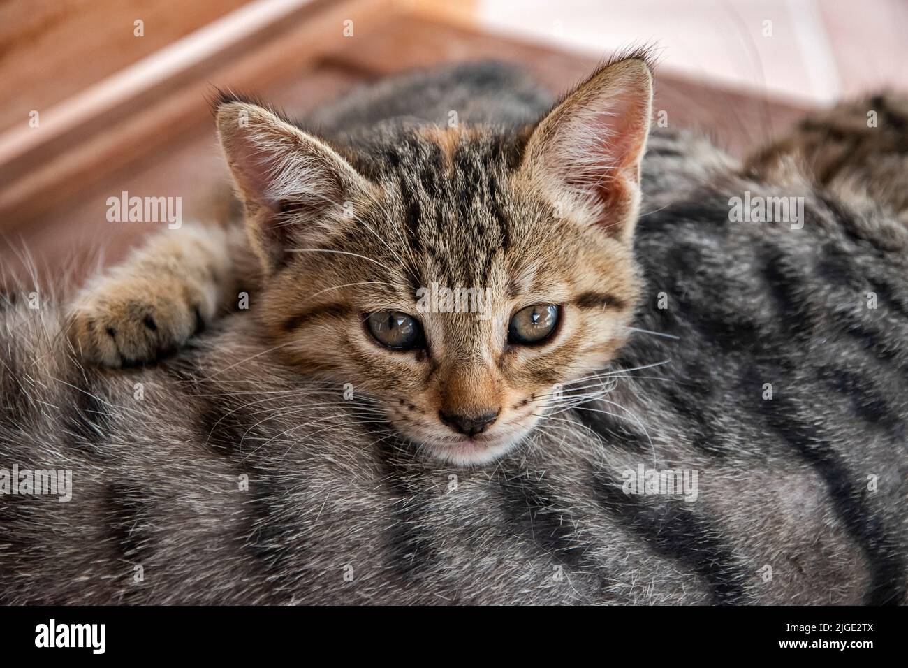 Gestromte Katzenmutter mit kleinem Kätzchen, das ruht Stockfoto