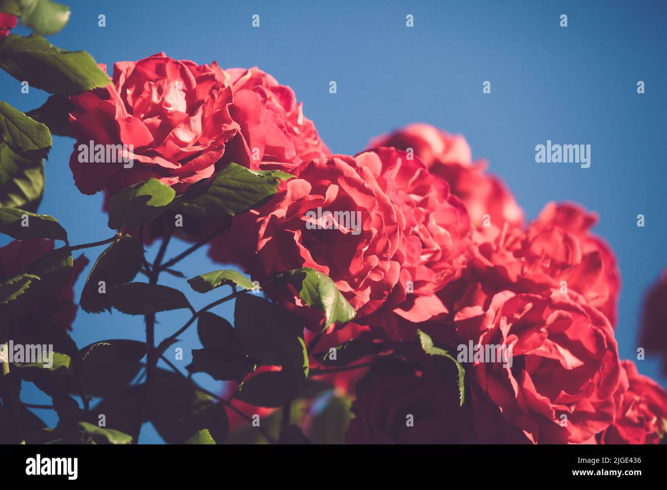Rote Rosen im verblassten Vintage-Retro-Ton, geringe Schärfentiefe, Fokus auf zentralen Blütenblättern Stockfoto