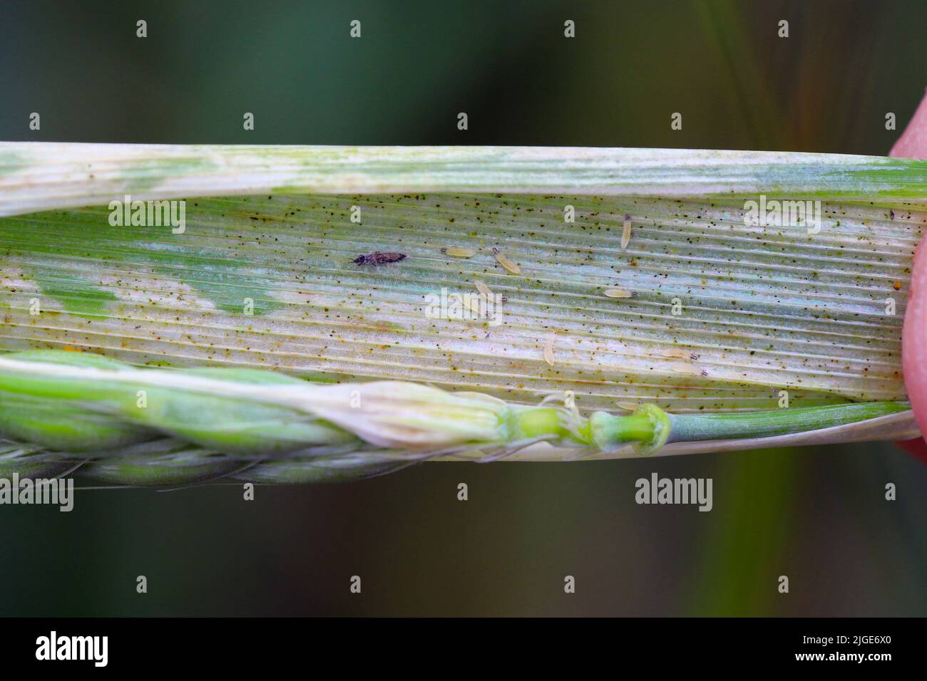 Durch Thripse geschädigte Gerstenpflanzen. Flaggenblatt chlorotisch verfärbt. Insekten ernähren sich auf der Innenseite des Blattes, in der Nähe des Ohrs. Stockfoto