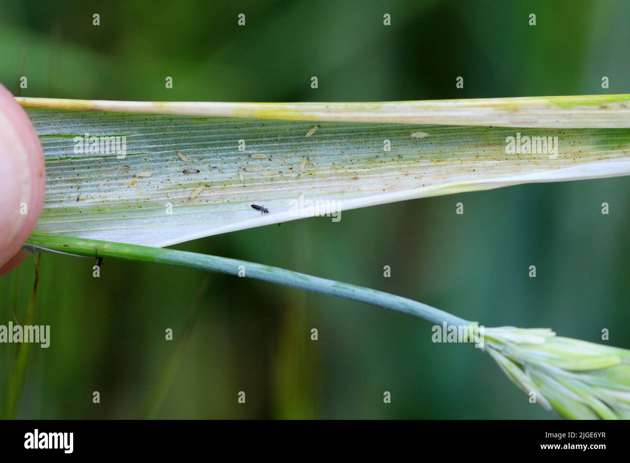 Durch Thripse geschädigte Gerstenpflanzen. Flaggenblatt chlorotisch verfärbt. Insekten ernähren sich auf der Innenseite des Blattes, in der Nähe des Ohrs. Stockfoto