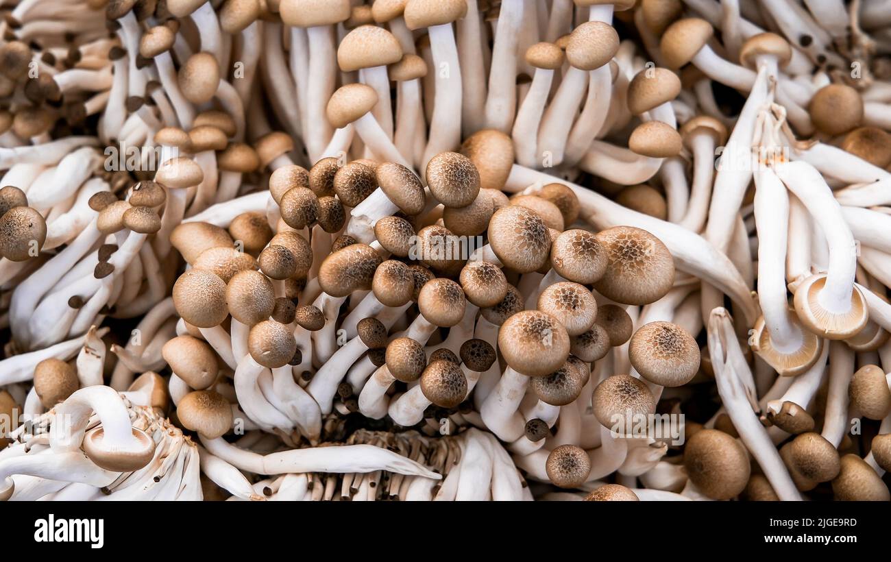 Braune Buchenpilze Hintergrund aus nächster Nähe Stockfoto
