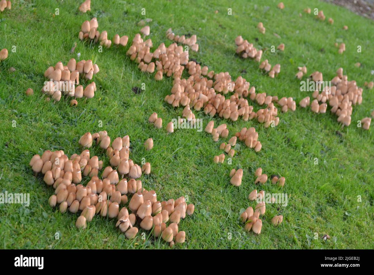 Pilze, die im Gartengras wachsen - Tawny Brown Colour Cap - Coprinellus Micaceus und aus der Familie der Psathyrellaceae - Yorkshire UK Stockfoto