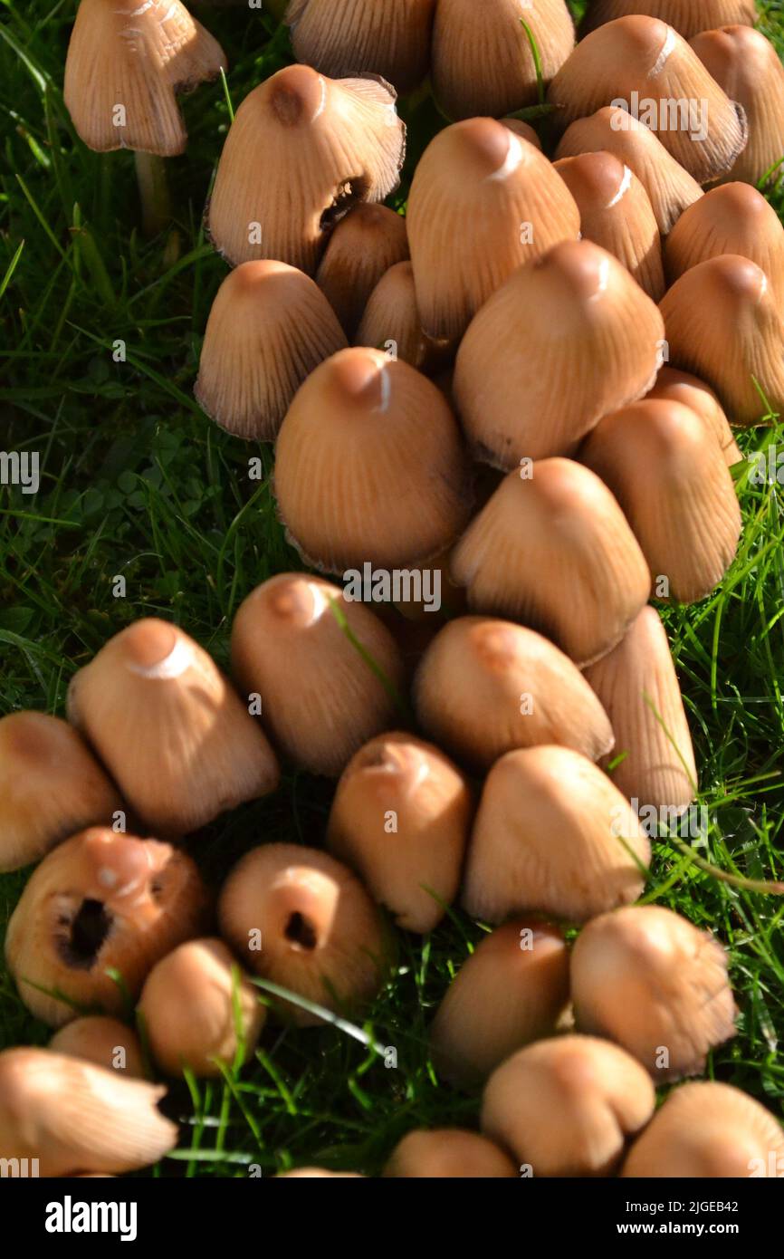 Nahaufnahme von Pilzen, die im Gartengras wachsen - Tawny Brown Colour Cap - Coprinellus Micaceus und aus der Familie der Psathyrellaceae - Yorkshire UK Stockfoto