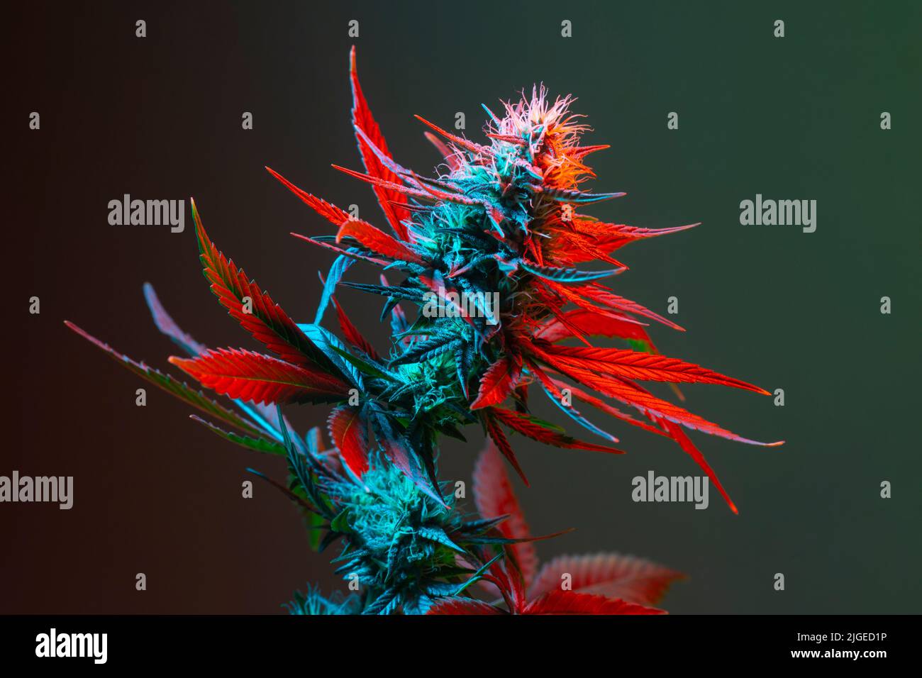 Cannabis Kraut mit blühenden Knospen und roten hellen Blättern. Medizinisches Marihuana mit farbigem rotem und blauem Laub auf dunkelgrünem Hintergrund. Ästhetische Kunst ph Stockfoto
